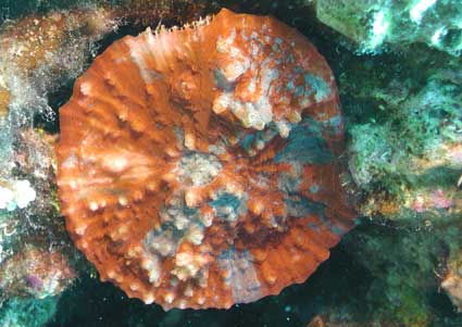 koralle_2021_g.jpg