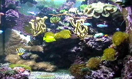 Gesamtansicht meines Aquariums